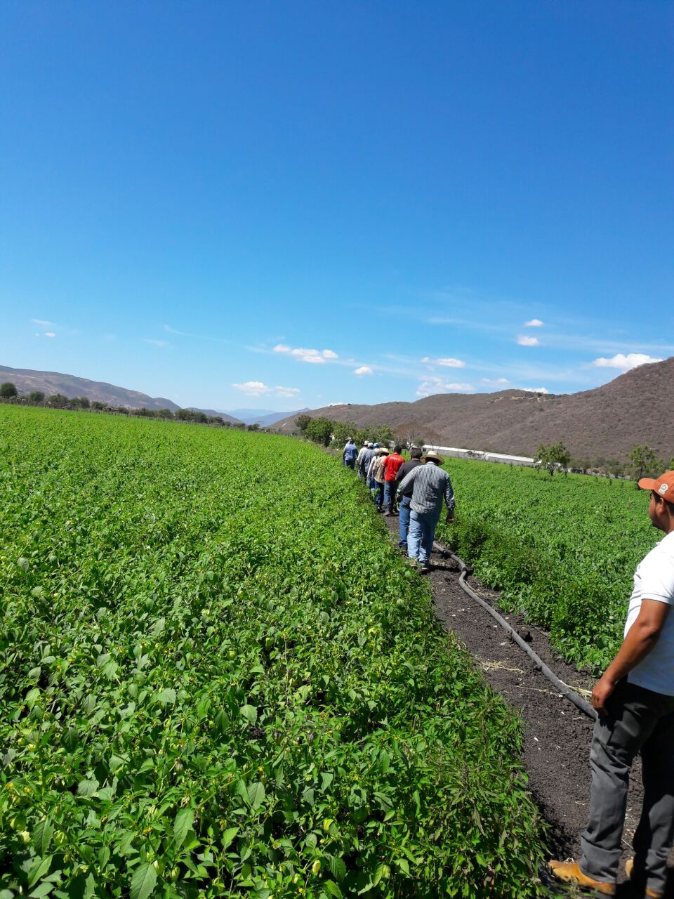 Día de campo tomatillos HM Clause