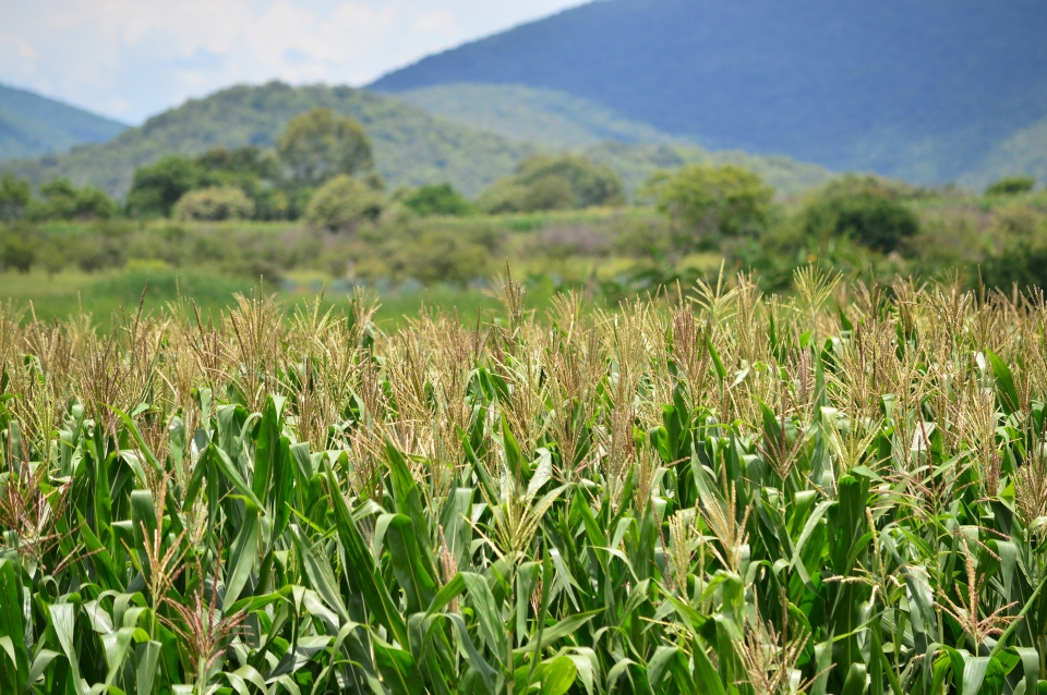 La heterosis en la agricultura