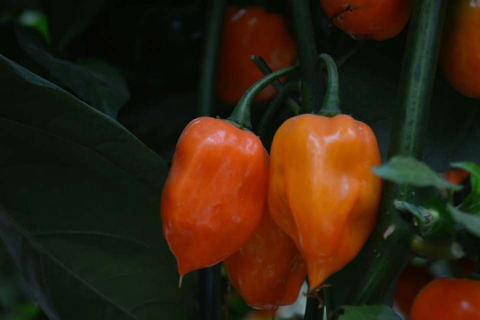 Semilla híbrida de habanero