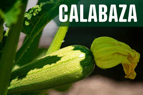 Calabazas